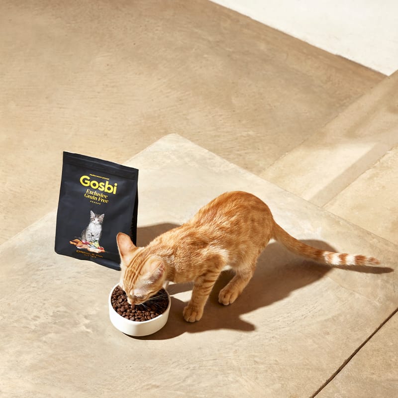 Exclusive Grain Free Cat Kitten Chicken with Fish